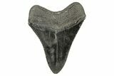 Serrated, Fossil Megalodon Tooth - South Carolina #264544-2